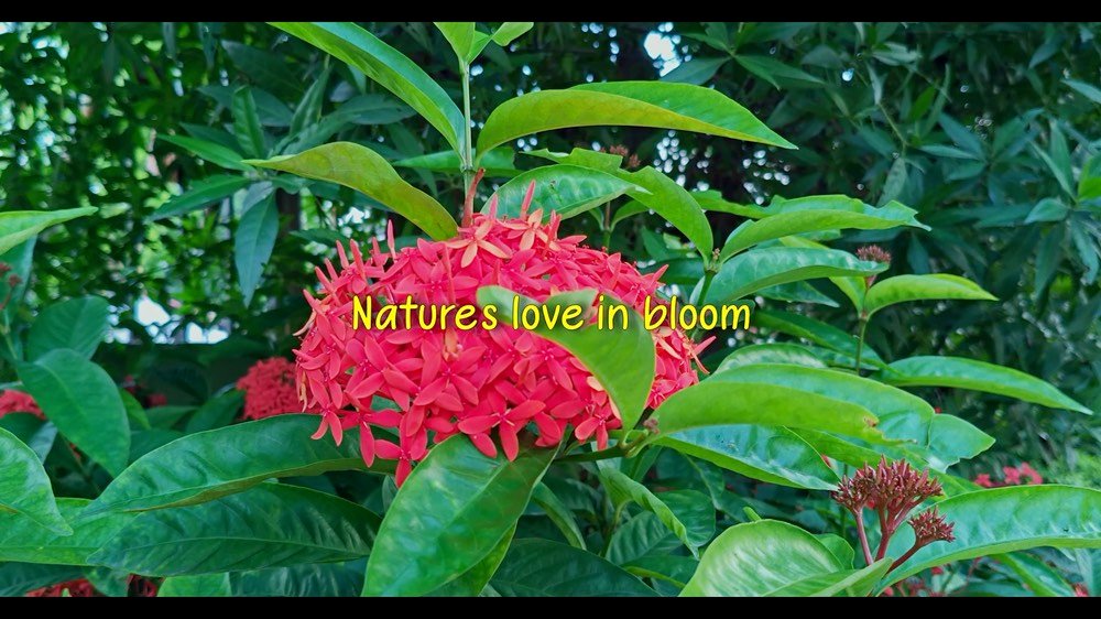 Nature